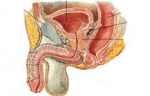 localization of the ji point in men