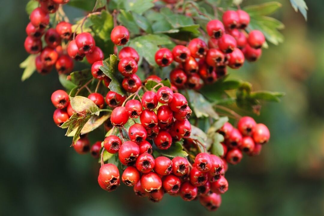 hawthorn for power