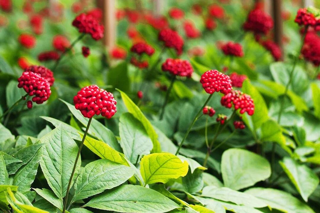 medicinal herb of ginseng for potency