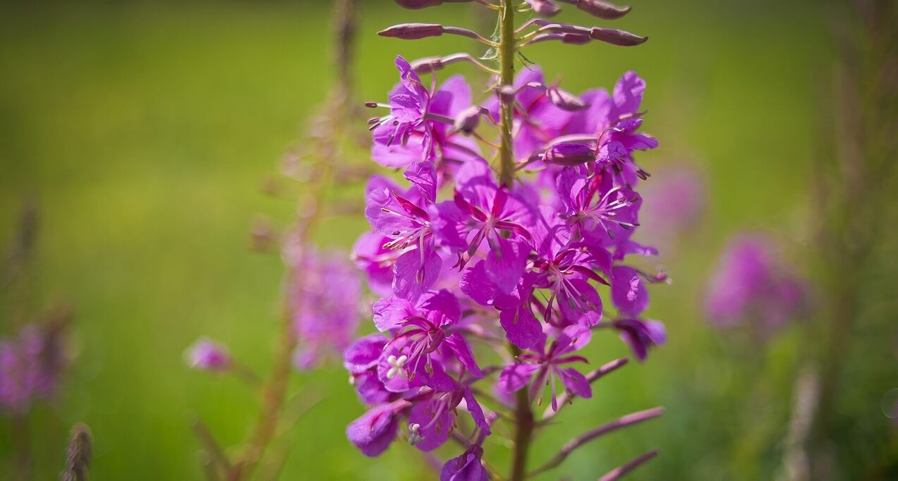 willowherb for men's health